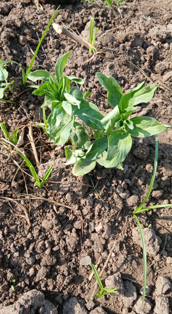 ممكن اعرف الفول ده عايز ايه مزروع 10/7